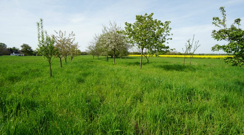 Streuobstwiese