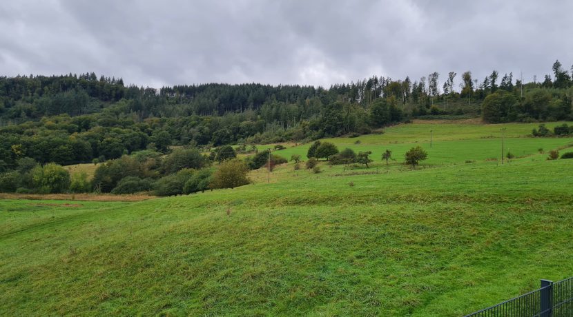 Blick ins Grüne